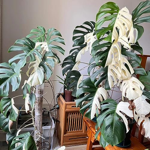 30 Piezas Semillas De Monstera - Monstera Variegata - Semillas De Bonsai, Plantas Exóticas Resistentes (Monstera Deliciosa) Plantas Raras, Plantas Resistentes Para El Jardín Plantas