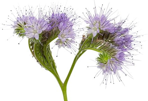 Sachet de graines de Phacélie bleue - Sachet de 20 grammes - Graines de style