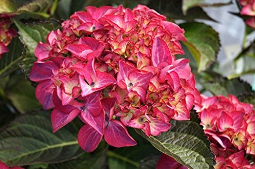 Hortensie rote Blüte Hydrangea macrophylla Red Angel Containerware 40-60 cm hoch