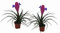 2er Set Bromelie (Tillandsia cyanea), Sorte: Anita, exotische Zimmerpflanze (2)