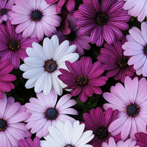 Perfect Plants - Osteospermum Plants Berries & Cream - 6 Pack Bedding Plants - Garden Ready Plants