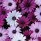 Perfect Plants - Osteospermum Plants Berries & Cream - 6 Pack Bedding Plants - Garden Ready Plants