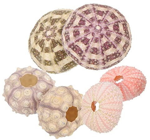 Gogogmee 6St Seeigelschale Topf Terrarienbehälter Tischdeko mit Seeigel Mini-Kaktus Seeigel hängender Luftpflanzenhalter Meerigel-Blumentopf seeigel gehäuse Seeigel-Dekore Desktop-