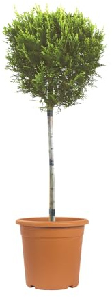 KENTIS - Gelbe Leyland-Zypresse - Cupressocyparis Leylandii Castlewellan Gold - Echte Outdoor-Pflanzen - H 80/100 cm, Topf Ø 22 cm