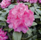 INKARHO - Großblumige Rhododendron Constanze 30-40cm - Alpenrose - Gartenpflanze