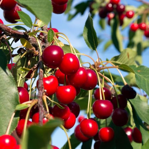 Albero di Ciliegio Prunus Avium, età 2 Anni, Pianta da frutto in fitocella