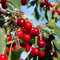 Albero di Ciliegio Prunus Avium, età 2 Anni, Pianta da frutto in fitocella