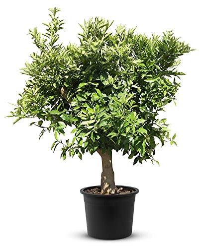 Oranger TropicTrees d'une hauteur de 190 cm et d'une circonférence de tronc de 20-30 cm | Oranges pour la fabrication de jus, comme ingrédient d'épices et comme plante ornementale pour l'intérieur