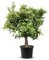 TropicTrees Orangenbaum (Citrus Sinensis) mit einer Höhe von 190 cm und einem Stammumfang von 20-30 cm | Orangen zur Saftherstellung, als Gewürzzutat und als Zierpflanze für den Innenbereich