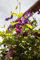 Clematis viticella 'Rubra' 60-100 cm - Italienische Waldrebe, rote Blüten, Blütezeit Juni-September, ideal für Rankgerüste, pflegeleicht und winterhart