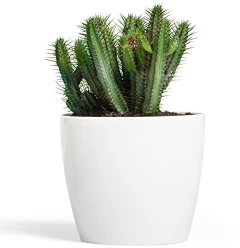 botle Blumentopf Pflanzkübel Pflanzgefäß Übertopf Kunststoff Glanz Rund Weiß D 180 mm H 159 mm