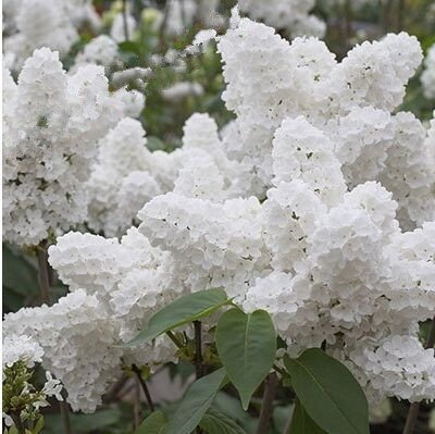 100pcs bianco giapponese pianta lilla facile da coltivare (estremamente profumato) chiodi di garofano semi di fiori per giardino domestico * bonsai biologico
