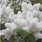 100pcs bianco giapponese pianta lilla facile da coltivare (estremamente profumato) chiodi di garofano semi di fiori per giardino domestico * bonsai biologico