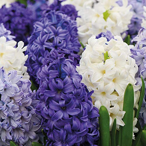Hyacinth Indoor Bulbs 'Rhapsody in Blue' Mixture, Hardy Perennial, Fragranced Flower Plants, Blue and White Blooms, Easy to Grow Your Own Houseplants, Supplied as 32x Bulbs by Thompson and Morgan