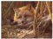 Cobble Hill 500 Teile Puzzle – A Touch of Warmth – Musterposter im Lieferumfang enthalten