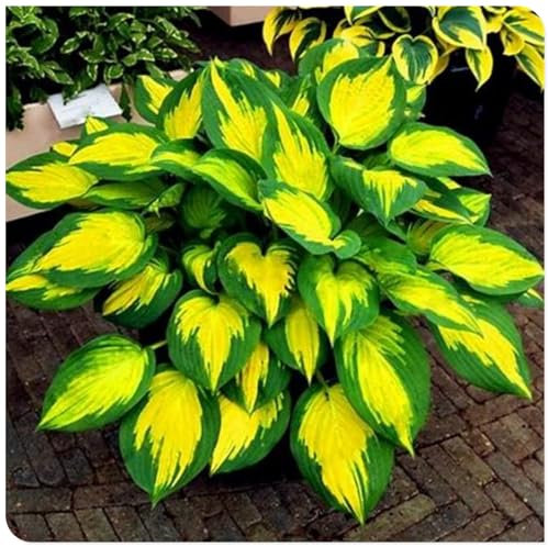 Funkien zwiebeln,Hosta Wurzel,winterharte Blumenzwiebeln,Umwelt verschönern,funkien knollen,funkien rhizome,hosta plant,duftend,hosta pflanze winterhart(große Zwiebeln,ohne Samen)-6zwiebeln-C