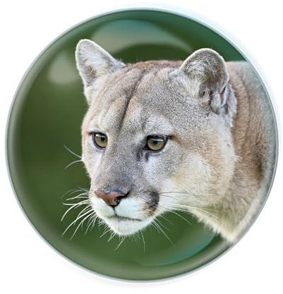 Deluxebase Magnidome Cougar Fridge Magnet – Crystal Glass Dome Animal Magnets for Fridges, Decorative Strong Magnet for Kitchen Accessories, Novelty Gifts and Cute Home Decor.