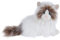 Apricot Lamb Katze Cat- Plüsch Spielzeug Plüschtier für Mädchen, Jungen & Babys – Flauschiger Stofftier zum Spielen – Gemütliches Schmusetier – Plüsch Katze weiß