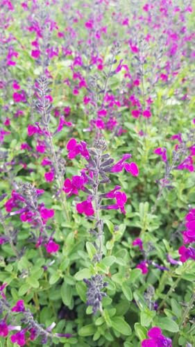 Salvia microphylla 'Violette' / Sauge à petites feuilles/Conteneur de 3 à 4 litres/Vivace