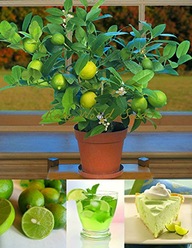 Portale Cool Lime Nano Chiave (Citrus aurantifolia) Interni Esterni Albero in Miniatura! Semi