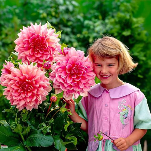 Collezione di tuberi di Dalia Dinnerplate Rosa, mix di 5 varietà di bulbi di dalia dall'Olanda, vere piante di dalia di grandi dimensioni per giardino e vasi (senza semi, non artificiali)