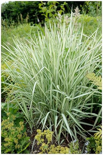 Stauden Gänge 3 x Phalaris arundinacea 'Picta' Rohrglanzgras winterhart | Mittelhohes Ziergras für Sonne bis Halbschatten, Blüte Juni bis Juli, mehrjährig, 1 L Topf (11x11 cm)