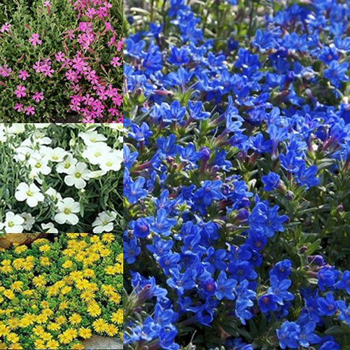 6 X GEMISCHTE ALPENPFLANZEN 6 SORTEN FARBENFROHE, GROSSBLÜTIGE, MEHRJÄHRIGE KÜBELPFLANZEN