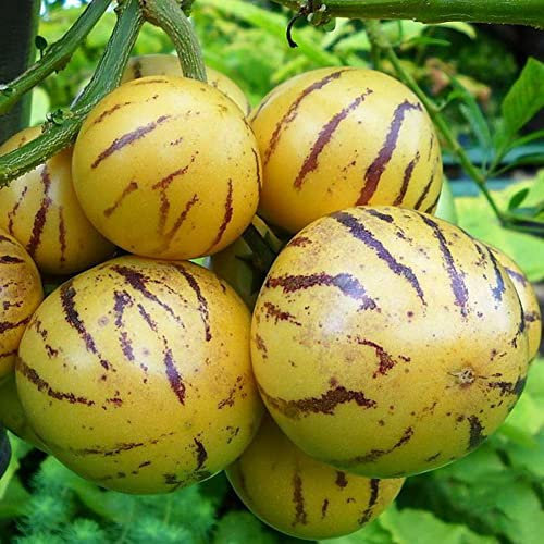 Haloppe 100 Stück Pepino-Gemüsesamen für die Bepflanzung des Hausgartens, Pepino-Samen, süße Melone, Obst, Gemüse, Bonsai, Garten, Hof, seltene Pflanze Pepino-Samen
