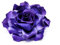 Wisafory 20 Stück Künstliche Blumenköpfe Rosen Blütenköpfe RosenKöpfe Kunst Blumen Rosen Köpfe Kunstblumen Rosen ​Seidenblumen Dekoration für Hochzeit Party DIY Basteln 11 cm Lila