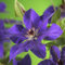 GreenboutiQ - Kletterpflanze - Clematis The President - Blüte Rosa - Wenig Pflege - 2 Pflanzen - Topf 11cm Höhe 40cm