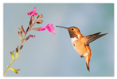 Foto, Poster, Wandkunst, Dekoration, 90 x 60 cm, Kolibri frisst Nektar Nr. H9962M_PL1L