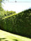Gemeine Heimische Eibe Taxus baccata 30-40 cm IM TOPF. 10 Pflanzen - Immergrün