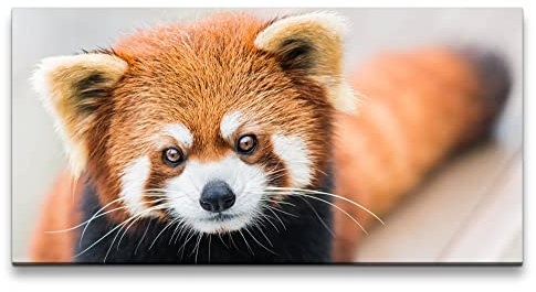 Paul Sinus Leinwandbild 120x60cm Kleiner roter Panda Süß Niedlich Knuddelig Flauschig