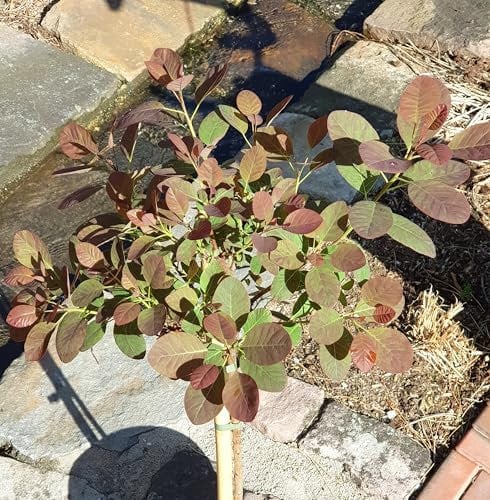 Roter Perückenstrauch Cotinus ' Royal Purple ' Hochstamm 80-100 cm winterhart freilandaufzucht