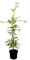 Hainbuche Weißbuche Carpinus betulus Buchenhecke im Topf gewachsene Qualität 80-120cm einheitlich gewachsen (10 Stück)