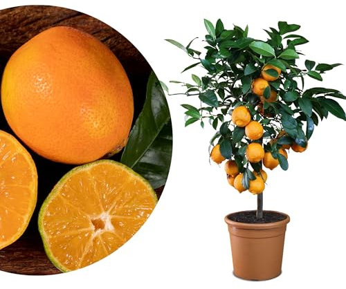 Meine Orangerie - Rote Limette Mezzo - 60 bis 90 cm - außergewöhnlicher Zitrusbaum - Mandarinen-Limette - Lima Rossa - echter Limettenbaum für Garten, Balkon oder Terrasse