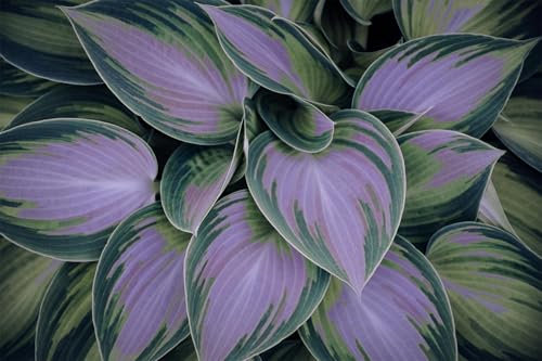 Pflanzen Funken Hosta MehrjäHrig, Lebende Pflanzen, Große Blattpflanzen,Seltene Pflanzen, Funkien Pflanze, Hosta Zwiebeln, Gut für Container, Winterhart pflanzen, 6zwiebeln-A