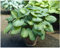 1 x Hosta plantaginea 'Guacamole' im 1 Liter Topf (Staude/Winterhart/Bodendecker/Mehrjährig) Duft Funkie, Herzblatt-Lilie - Strahlendes Laub und ein Hauch von Duft - von Stauden Gänge