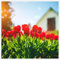 Tulpen Zwiebeln,Gartenzwiebeln,blumenzwiebeln mehrjährig winterhart,pfingstrosen tulpenzwiebeln Kaufen,seltene pflanzen,dekorative blumen,Irisierend.-15zwiebeln-J