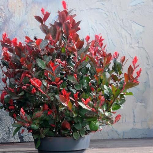 Bedwen Photinia 'Little Red Robin' 9cm Plant – Dwarf Evergreen Shrub with Red New Foliage for Small Gardens