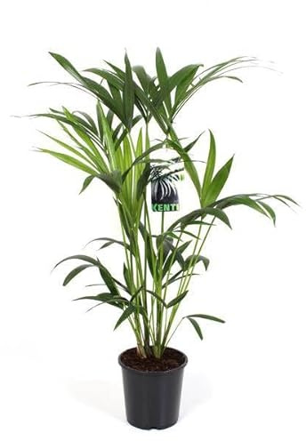 Kentiapalme – Howea Forsteriana – Zimmerpflanze Ø19cm 80cm – pflegeleichte luftreinigende Palme für Wohnzimmer Büro Flur