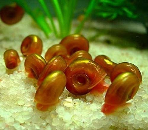 Kleine Posthornschnecke braun, Planorbella duryi VAR. braun 10 Stück, Futterschnecken