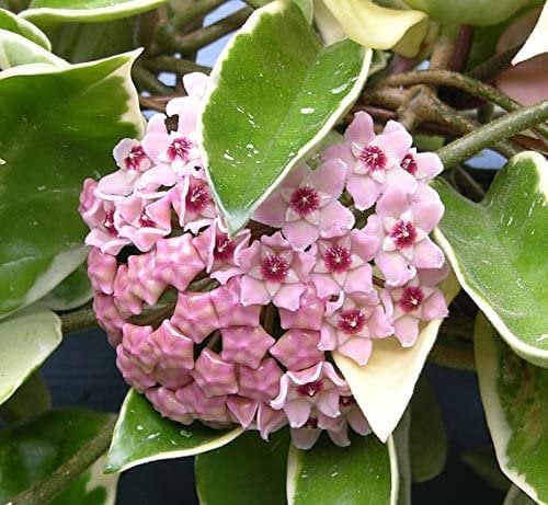 Vivaio Garden Forest Hoya Carnosa Krimson Queen, Fiori di Cera, Pianta Grassa, Pianta Vera, Pianta da appartamento, Pianta da fiori, Fiori rosa, Autunno, Primavera, Vaso 12cm