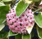 Vivaio Garden Forest Hoya Carnosa Krimson Queen, Fiori di Cera, Pianta Grassa, Pianta Vera, Pianta da appartamento, Pianta da fiori, Fiori rosa, Autunno, Primavera, Vaso 12cm