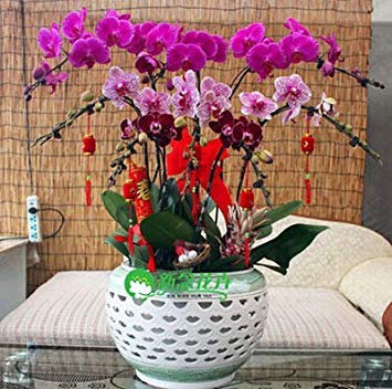 Semi di Orchidea esotici Fiore Cattleya Butter Orchidee Monoflord Mini Garden Pianta Facile da Coltivare 200 pz/Borsa 16