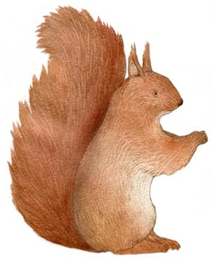 Eichhörnchen Wandtattoo | Für Baby- & Kinderzimmer | Handgemalt & nachhaltig | Wandsticker | Sticker für Wand | Wandaufkleber | Wiederverwendbar