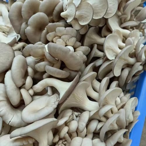 Semi di ostrica, semi di Pleurotus orto, semi di piante d'appartamento, piante per esterno piante medicinali, semi di erbe, aiuola rialzata semi esotici Vaso rialzato per 20pcs