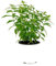 Cedrón Natural - Hierba Luisa - Árbol Natural Anti mosquitos