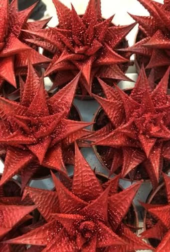 Planta de Navidad - Haworthia Natural Resistente y Fácil de Cuidar