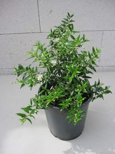 Brautmyrte - Myrtus communis Microphylla